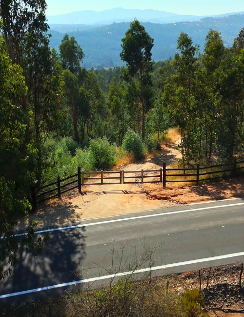 sur endémico propiedades