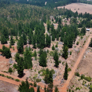 bosques de los pequenes